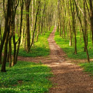 photo d'un croisement de chemins en forêt